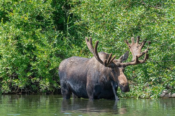 Garber, Howie 아티스트의 USA-Idaho-Bull Moose in Teton River작품입니다.